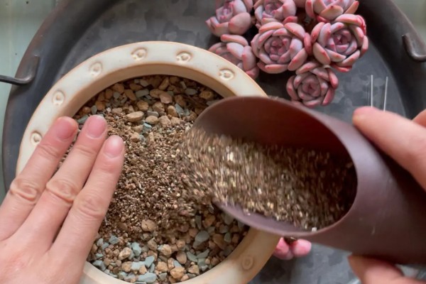 多肉植物佛珠如何浇水,要以不干就不浇的原则