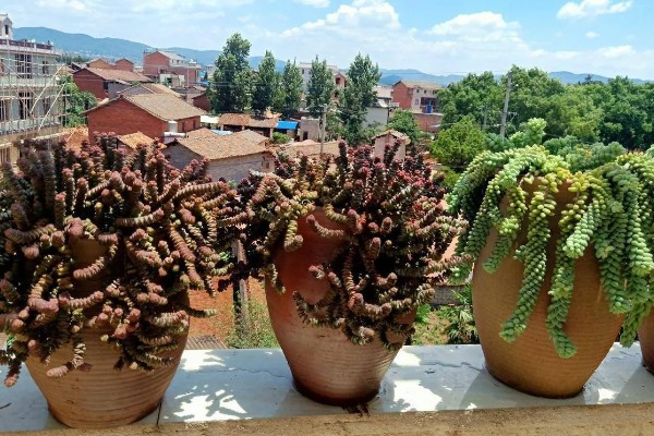 多肉植物佛珠如何浇水,要以不干就不浇的原则