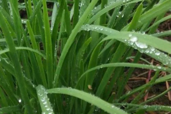 韭菜怎么浇水，每隔4-5天浇一次