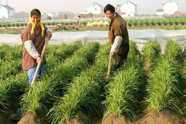 韭菜怎么浇水，每隔4-5天浇一次