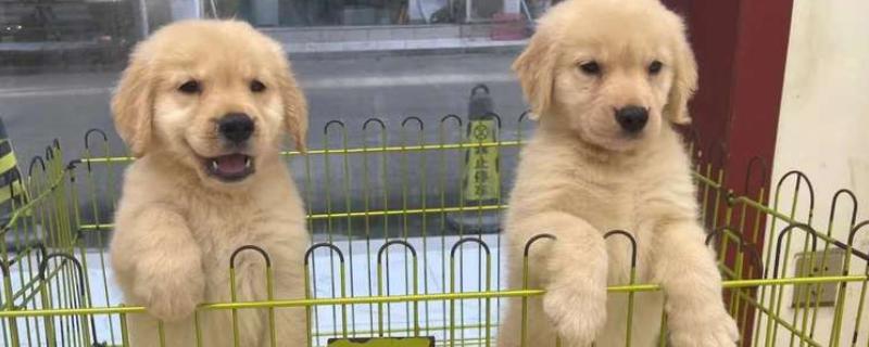 购买狗狗的渠道，可在线销售或狗市交易