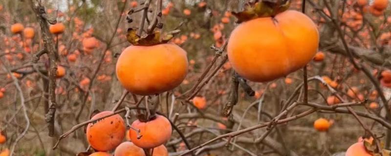 浙江省永嘉县的特产，有东皋红柿、陡门金银花等