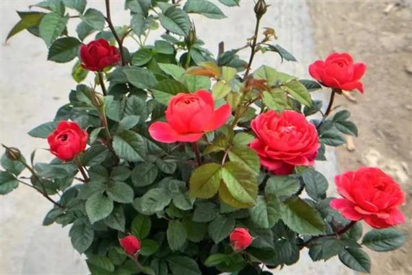 月季花如何栽培,先要对植株进行适当的修剪