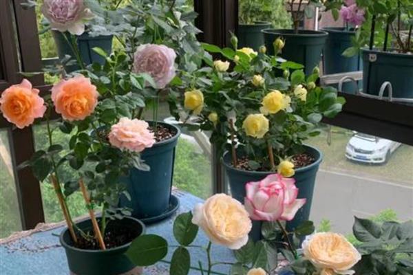 月季花如何栽培,先要对植株进行适当的修剪