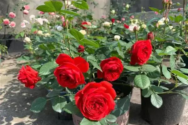 月季花如何栽培,先要对植株进行适当的修剪