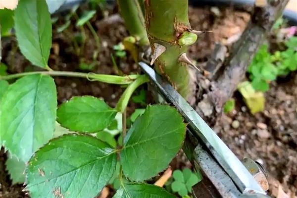月季花如何栽培,先要对植株进行适当的修剪