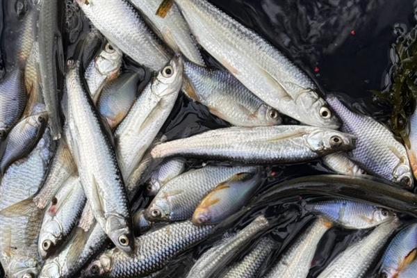 白条鱼简介，寿命一般2-3年