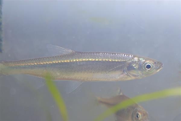 白条鱼简介，寿命一般2-3年