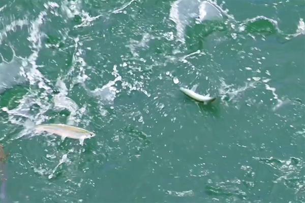 白条鱼简介，寿命一般2-3年