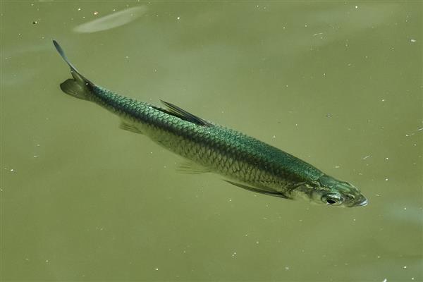 白条鱼简介，寿命一般2-3年