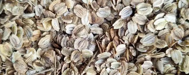 怎么用白芷种子育苗，秋季播种翌年春季移栽