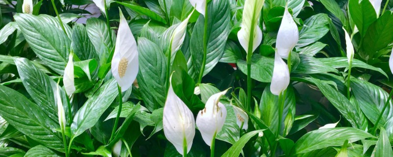 白鹤芋的分株方法，在5至6月份进行