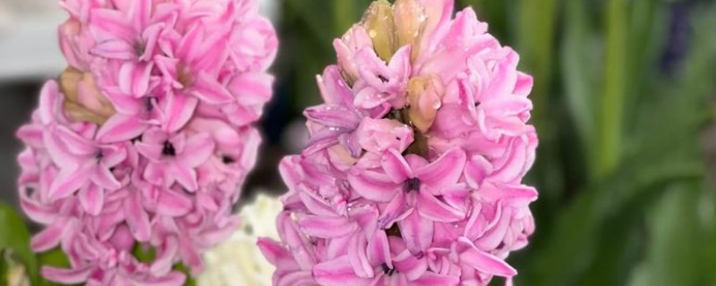 风信子的颜色，分为蓝色、粉红色、白色等