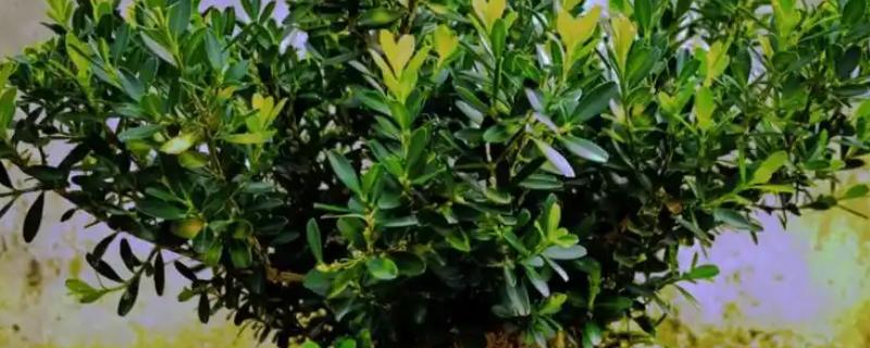 雀舌黄杨怎么养，养护期间给予其充足的光照