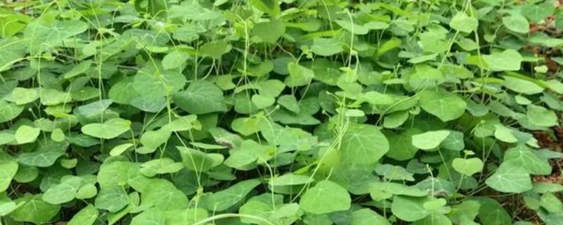 千金藤种植要多久，种植两至三年就能收获