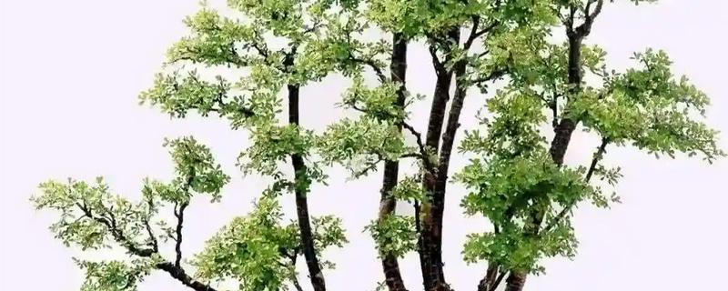 锦鸡儿四季如何养护，夏季注意防暑降温