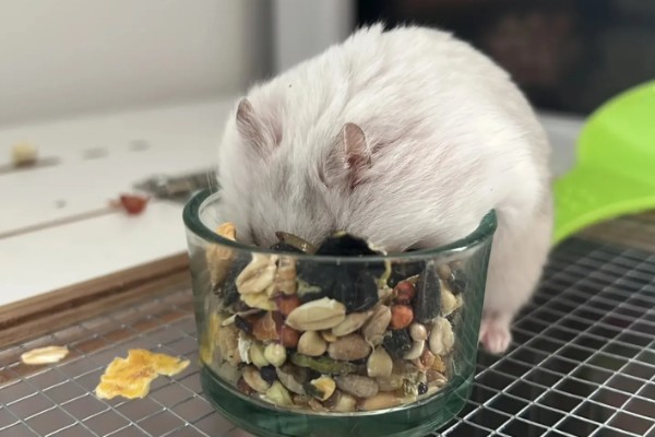 小仓鼠如何养，三周左右需要完全断奶