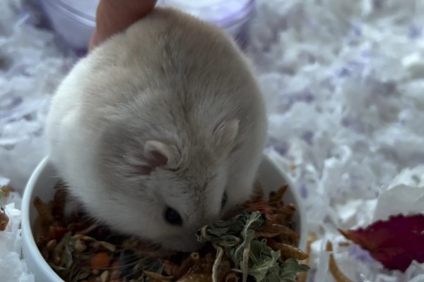 小仓鼠如何养，三周左右需要完全断奶
