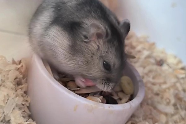 小仓鼠如何养，三周左右需要完全断奶