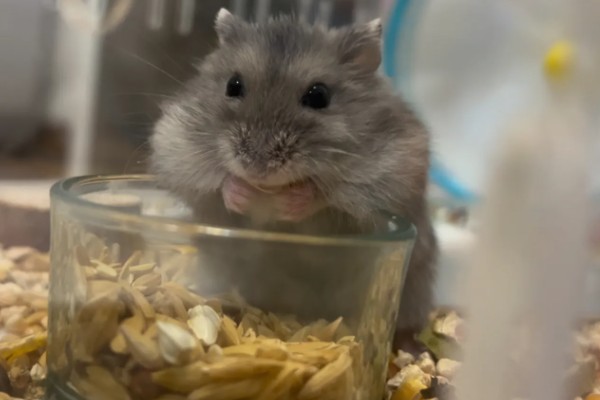 小仓鼠如何养，三周左右需要完全断奶