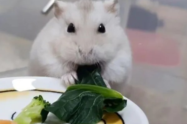 小仓鼠如何养，三周左右需要完全断奶