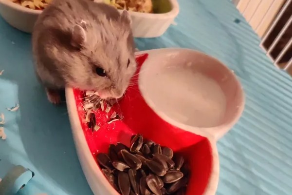 小仓鼠如何养，三周左右需要完全断奶