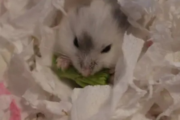 小仓鼠如何养，三周左右需要完全断奶