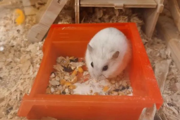 小仓鼠如何养，三周左右需要完全断奶