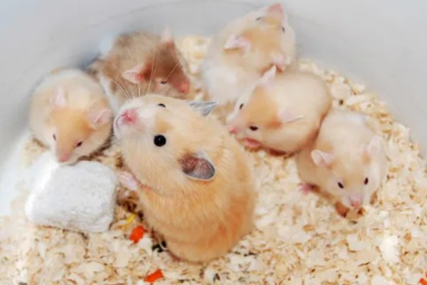 小仓鼠如何养，三周左右需要完全断奶