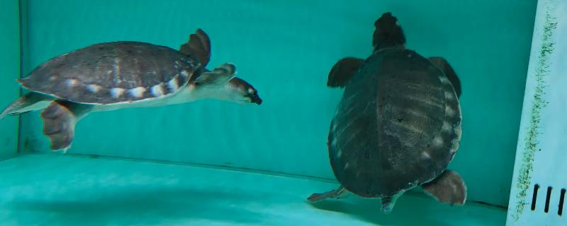 猪鼻龟几天喂一次好，幼龟可以一天喂2次