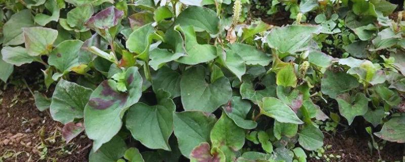 折耳根的种植方法，一般采用根茎繁殖