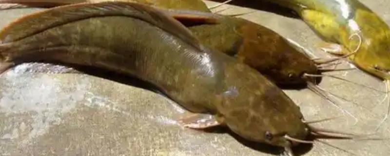 鲶鱼简介,是底栖性鱼类