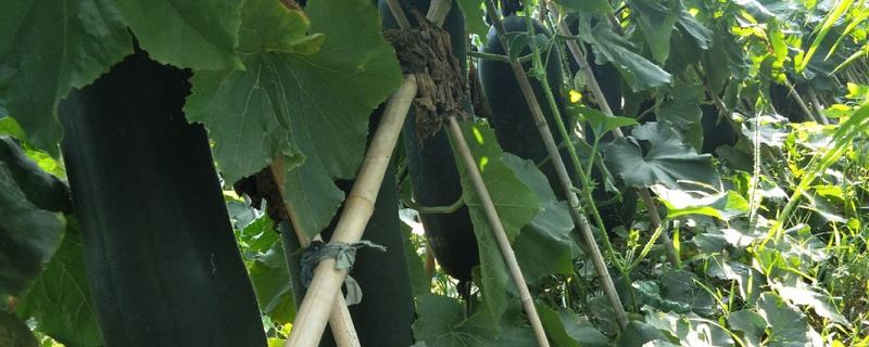 黑皮冬瓜的价格，一斤0.6-0.8元