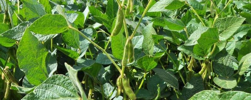 大豆生长需要哪些肥料，氮肥可以少施但不能不施