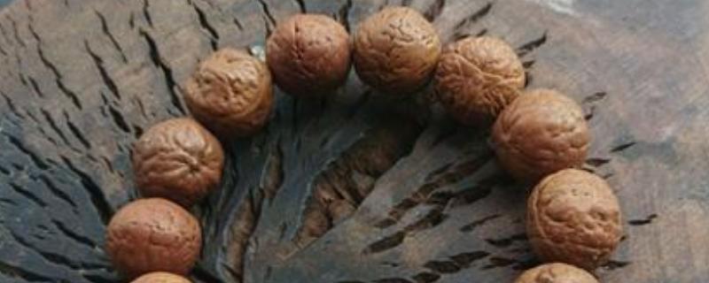 木瓜龙眼和山地龙眼菩提的区别，产地和质感不同