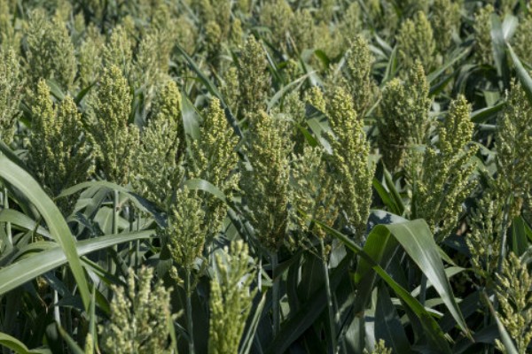 影响农作物品质的因素有哪些,有气候、水资源、地形等