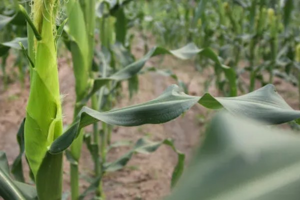 影响农作物品质的因素有哪些,有气候、水资源、地形等