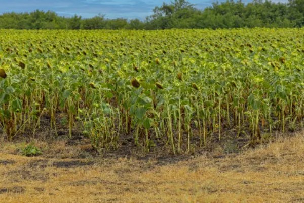 影响农作物品质的因素有哪些,有气候、水资源、地形等