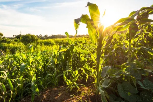 影响农作物品质的因素有哪些,有气候、水资源、地形等