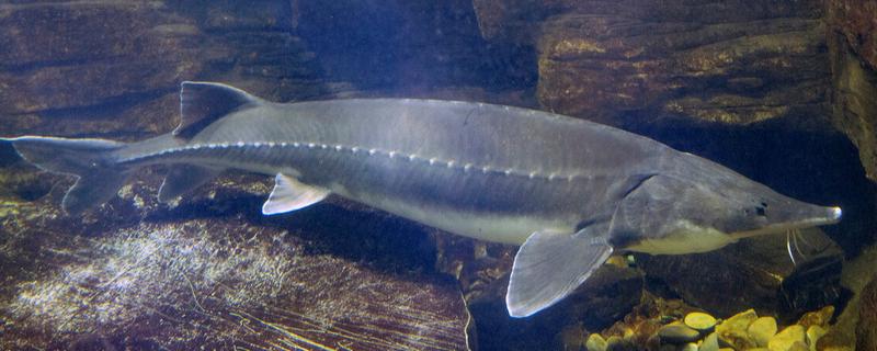 中华鲟是几级保护动物,是我国的一级保护动物