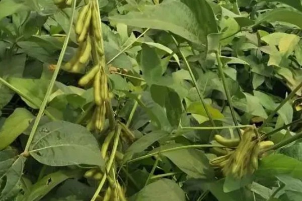 安豆203的品种介绍，全生育期105天