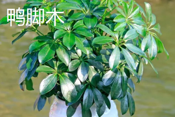 鸭脚木与七叶莲有什么区别，株型、叶片、花朵和作用均不同