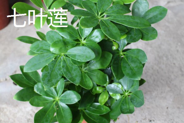 鸭脚木与七叶莲有什么区别，株型、叶片、花朵和作用均不同
