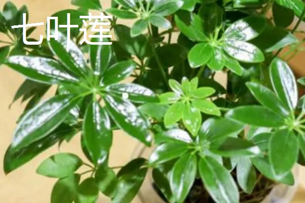 鸭脚木与七叶莲有什么区别，株型、叶片、花朵和作用均不同