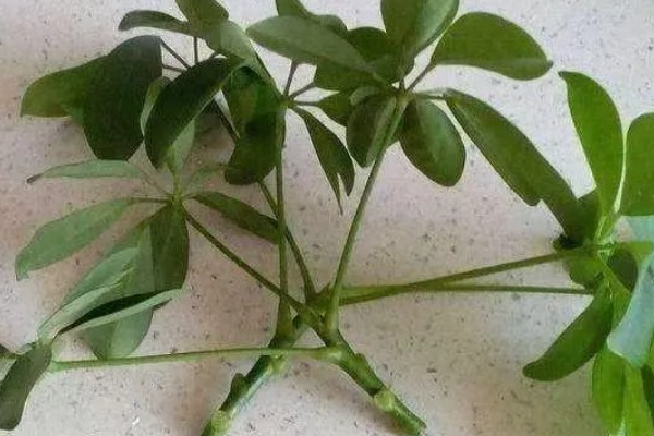 鸭脚木与七叶莲有什么区别，株型、叶片、花朵和作用均不同