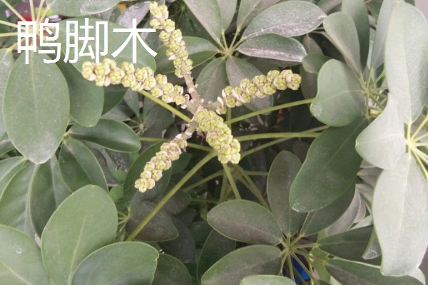 鸭脚木与七叶莲有什么区别，株型、叶片、花朵和作用均不同