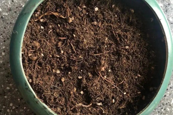 鸭脚木与七叶莲有什么区别，株型、叶片、花朵和作用均不同