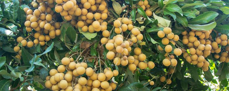 龙眼的高产种植技术,春季或秋季定植