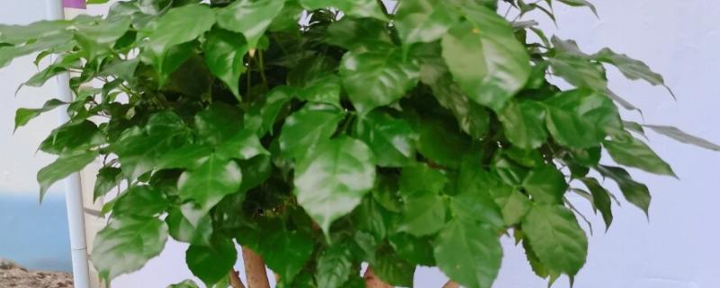 大幸福树的养殖方法，要定期浇水