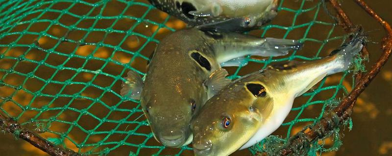 河豚的养殖要点，每天要投喂2次